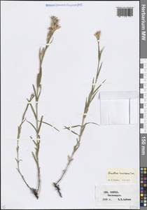 Гвоздика кавказская Sims, Кавказ, Ставропольский край, Карачаево-Черкесия, Кабардино-Балкария (K1b) (Россия)