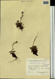 Artemisia globularia subsp. lutea (Hultén) L. M. Shultz, Сибирь, Чукотка и Камчатка (S7) (Россия)