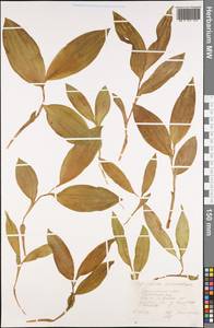 Венерин башмачок крупноцветковый Sw., Сибирь, Дальний Восток (S6) (Россия)