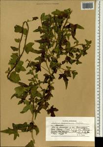 Hedera nepalensis K. Koch, Зарубежная Азия (ASIA) (Афганистан)