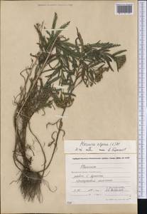 Achillea alpina subsp. alpina, Сибирь, Чукотка и Камчатка (S7) (Россия)