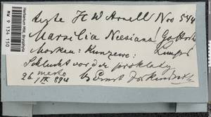 Pellia neesiana (Gottsche) Limpr., Гербарий мохообразных, Мхи - Москва и Московская область (B6a) (Россия)