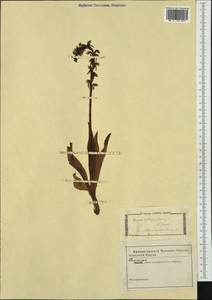 Orchis anthropophora (L.) All., Западная Европа (EUR) (Неизвестно)