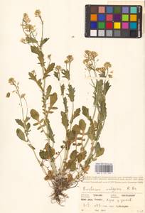 Сурепка обыкновенная W.T.Aiton, Восточная Европа, Средневолжский район (E8) (Россия)