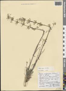 Смолевка куринская Schischk., Восточная Европа, Нижневолжский район (E9) (Россия)