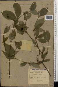 Кизил мужской, Кизил обыкновенный L., Кавказ, Дагестан (K2) (Россия)