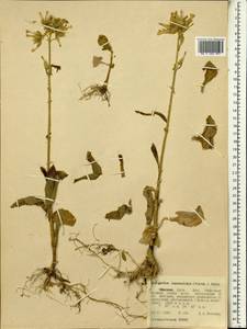 Kalanchoe lanceolata (Forssk.) Pers., Африка (AFR) (Эфиопия)