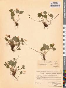 Фиалка Морица Tepl., Сибирь, Чукотка и Камчатка (S7) (Россия)