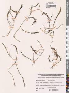 Хвостник обыкновенный, Водяная сосенка L., Сибирь, Чукотка и Камчатка (S7) (Россия)