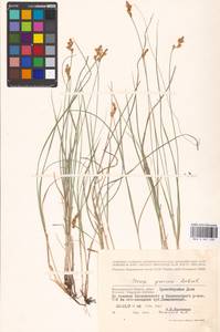 Осока ранняя Schreb., Восточная Европа, Нижневолжский район (E9) (Россия)