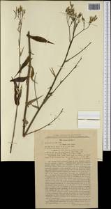 Латук дубравный L., Западная Европа (EUR) (Румыния)