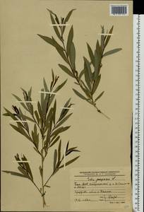 Ива пурпурная, Ива пурпуровая L., Восточная Европа, Восточный район (E10) (Россия)