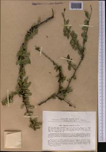 Rhamnus songorica Gontsch., Средняя Азия и Казахстан, Северный и Центральный Тянь-Шань (M4) (Казахстан)