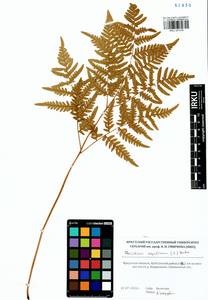Pteridium aquilinum subsp. japonicum (Nakai) Á. Löve & D. Löve, Сибирь, Прибайкалье и Забайкалье (S4) (Россия)