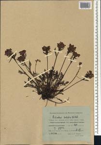 Мытник судетский Willd., Сибирь, Западная Сибирь (S1) (Россия)