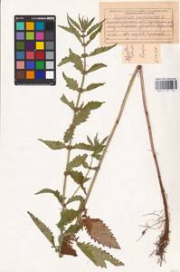 MHA 0 157 776, Зюзник европейский L., Восточная Европа, Западно-Украинский район (E13) (Украина)