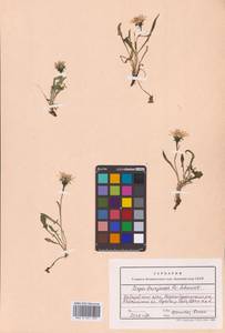 Скерда буреинская F.Schmidt, Сибирь, Дальний Восток (S6) (Россия)