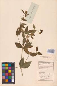 Волдырник ягодный (L.) Durande, Восточная Европа, Средневолжский район (E8) (Россия)