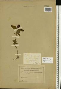 Черноголовка обыкновенная L., Восточная Европа, Центральный район (E4) (Россия)