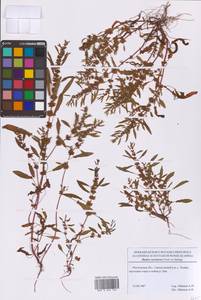 Щавель украинский Fisch., Восточная Европа, Московская область и Москва (E4a) (Россия)