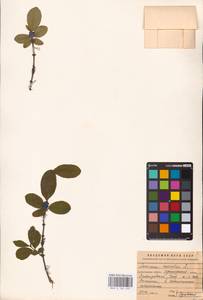 Жимолость голубая L., Восточная Европа, Северный район (E1) (Россия)