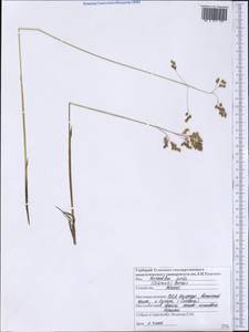 Anthoxanthum nitens (Weber) Y.Schouten & Veldkamp, Америка (AMER) (США)