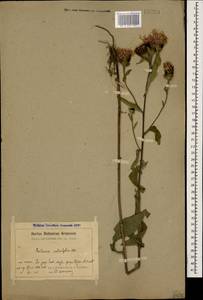 Centaurea phrygia subsp. salicifolia (M. Bieb. ex Willd.) Mikheev, Кавказ, Армения (K5) (Армения)
