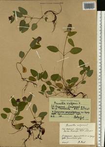 Черноголовка обыкновенная L., Восточная Европа, Северный район (E1) (Россия)