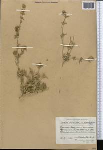 Pyankovia brachiata (Pall.) Akhani & Roalson, Средняя Азия и Казахстан, Западный Тянь-Шань и Каратау (M3) (Киргизия)