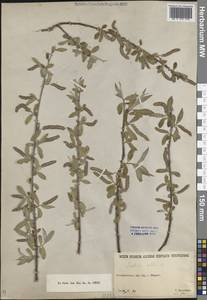 Ива белая, Ветла L., Средняя Азия и Казахстан, Северный и Центральный Тянь-Шань (M4) (Казахстан)