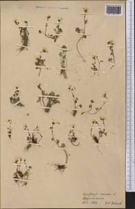 Камнеломка наклоненная, Камнеломка поникающая L., Средняя Азия и Казахстан, Памир и Памиро-Алай (M2) (Таджикистан)