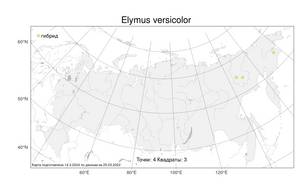 Elymus versicolor, Пырейник разноцветный A.P.Khokhr., Атлас флоры России (FLORUS) (Россия)