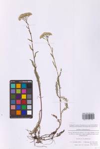 Тысячелистник обыкновенный L., Восточная Европа, Московская область и Москва (E4a) (Россия)