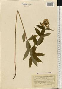 Вербейник обыкновенный L., Восточная Европа, Западно-Украинский район (E13) (Украина)