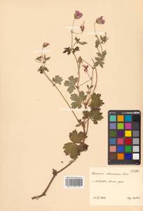 Герань Власова Fisch. ex Link, Сибирь, Дальний Восток (S6) (Россия)