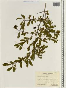 Lonicera tangutica Maxim., Зарубежная Азия (ASIA) (КНР)