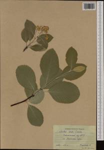 Aria edulis (Willd.) M. Roem., Западная Европа (EUR) (Россия)