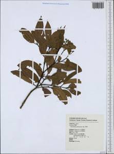 Cinnamomum subavenium Miq., Зарубежная Азия (ASIA) (Тайвань)
