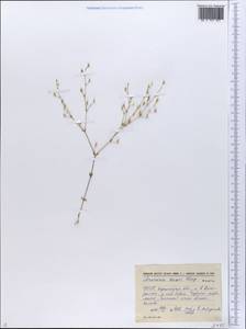 Arenaria leptoclados subsp. leptoclados, Восточная Европа, Южно-Украинский район (E12) (Украина)