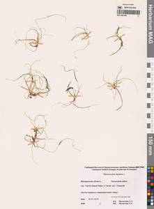 Лютик распростертый, Лютик стелющийся L., Сибирь, Чукотка и Камчатка (S7) (Россия)