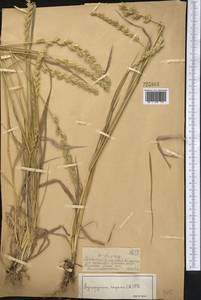Пырейник ползучий (L.) Gould, Средняя Азия и Казахстан, Джунгарский Алатау и Тарбагатай (M5) (Казахстан)