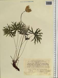 Прострел желтеющий (Zucc.) Zāmelis, Сибирь, Центральная Сибирь (S3) (Россия)