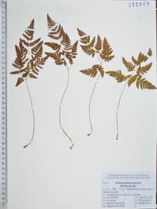 Голокучник иезский (Koidz.) Koidz., Сибирь, Дальний Восток (S6) (Россия)