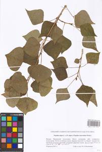Populus nigra × suaveolens, Восточная Европа, Московская область и Москва (E4a) (Россия)