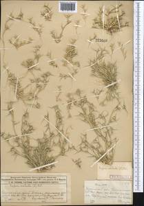 Sporobolus aculeatus (L.) P.M.Peterson, Средняя Азия и Казахстан, Муюнкумы, Прибалхашье и Бетпак-Дала (M9) (Казахстан)