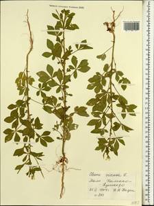 Corynandra viscosa subsp. viscosa, Африка (AFR) (Мали)