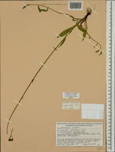 Pilosella acutifolia subsp. acutifolia, Восточная Европа, Белоруссия (E3a) (Белоруссия)