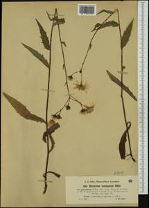 Hieracium laevigatum subsp. gothiciforme (Dahlst.) Zahn, Западная Европа (EUR) (Австрия)