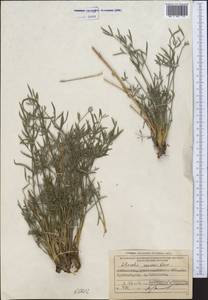 Libanotis nevskii Korov., Средняя Азия и Казахстан, Памир и Памиро-Алай (M2) (Узбекистан)