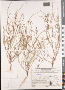 Спорыш, Сибирь, Алтай и Саяны (S2) (Россия)